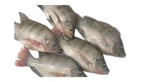 Foodstuff Supplier Frozen whole Tilapia supplier in Dubai