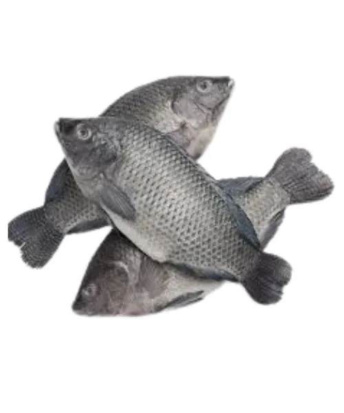 Foodstuff Supplier Frozen whole tilapia supplier in UAE