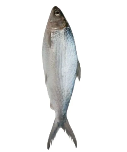Foodstuff Supplier Frozen Milk fish supplier in UAE