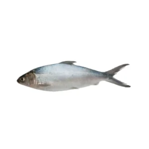 Frozen Milkfish