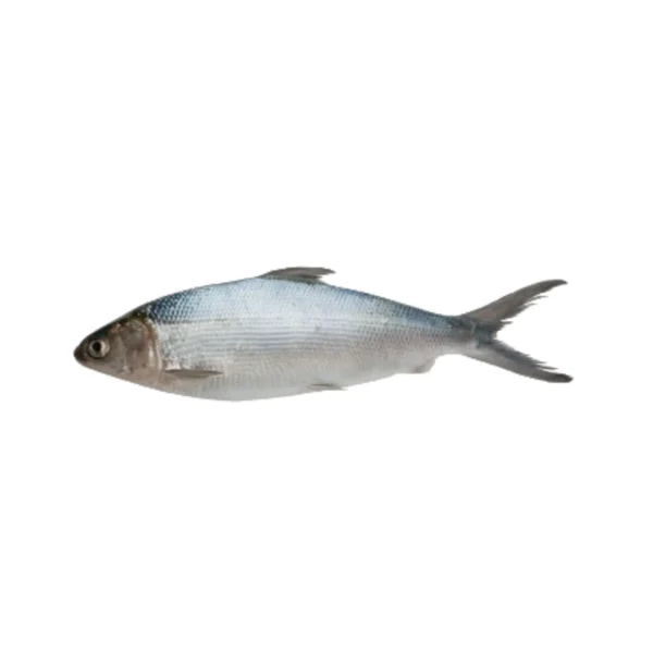 Frozen Milkfish