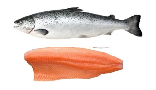 Foodstuff Supplier Frozen salmon fillet skin on