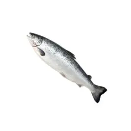 Frozen Salmon suppliers in UAE