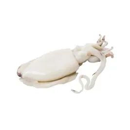 Cuttle Fish suppliers in UAE