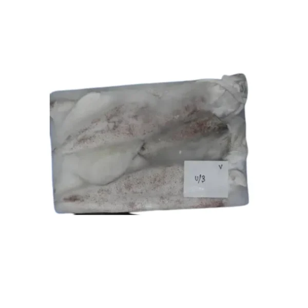 Frozen Squid whole U3 suppliers in Dubai
