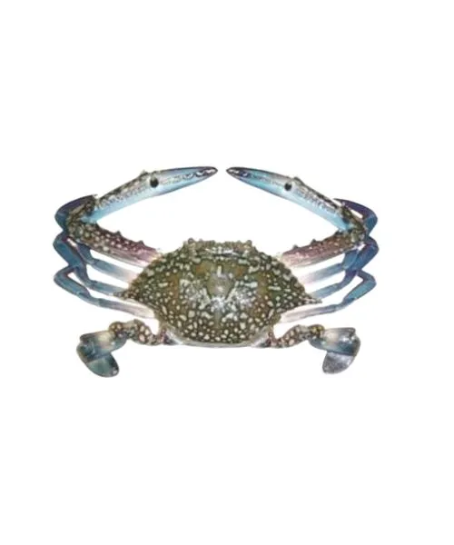 Foodstuff Supplier Frozen whole crab 150/200 size price in Dubai