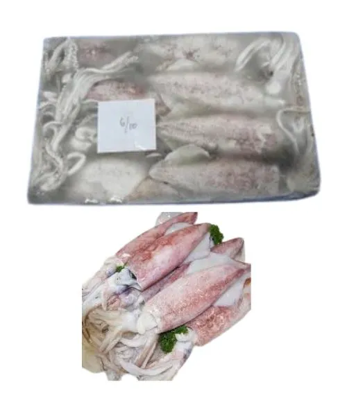 Foodstuff Supplier Frozen Squid whole 6/10 price in Ajman