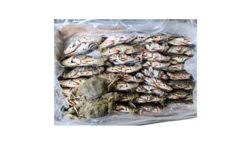 Foodstuff Supplier Frozen Whole Crab 150/200 size suppliers in UAE