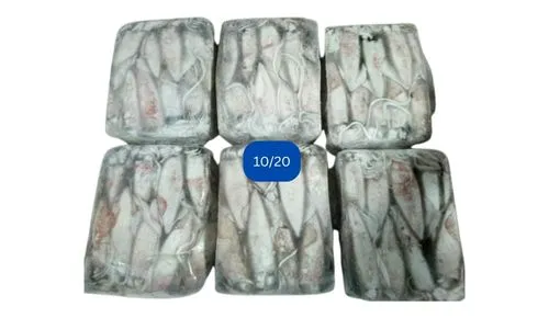 Foodstuff Supplier Frozen squid whole 10/20 suppliers in Ajman
