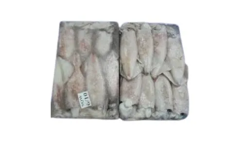 Foodstuff Supplier Frozen Squid whole 6/10 price in UAE