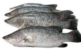 Frozen Barramundi Fillet skin price