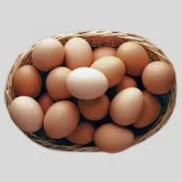 egg