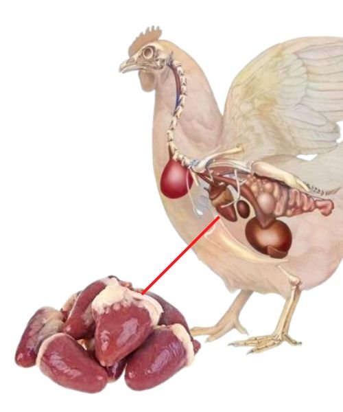 Foodstuff Supplier Frozen Chicken Heart in UAE