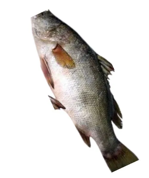 Foodstuff Supplier Frozen Nile Purch Fillet 1/2 size