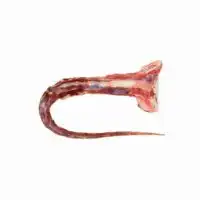 OX Tail suppliers in UAE