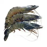 Tiger shrimps suppliers in Dubai