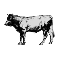 Beef suppliers in UAE