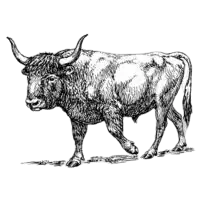 OX meat suppliers in UAE