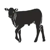 Veal meat suppliers in UAE