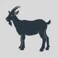 Mutton