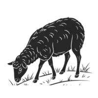 Sheep meat suppliers in UAE
