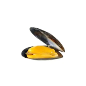 Half Shell Mussels China