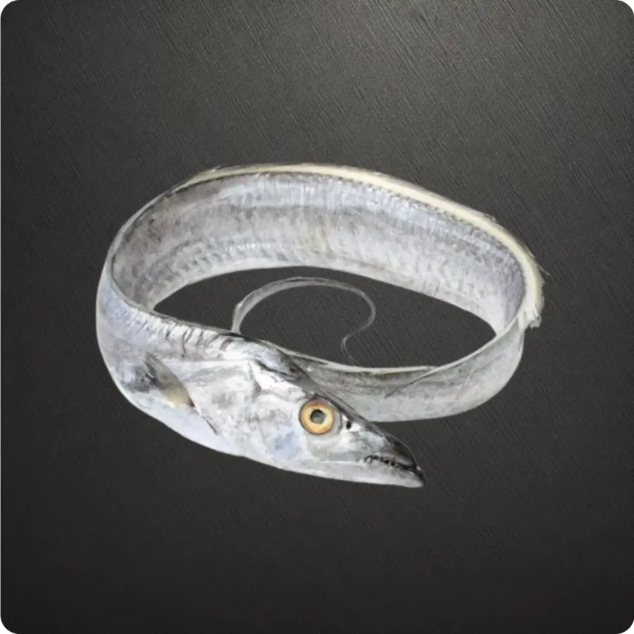 Frozen UAE origin Belt Fish 500 to 700 gram size Suppliers in UAE