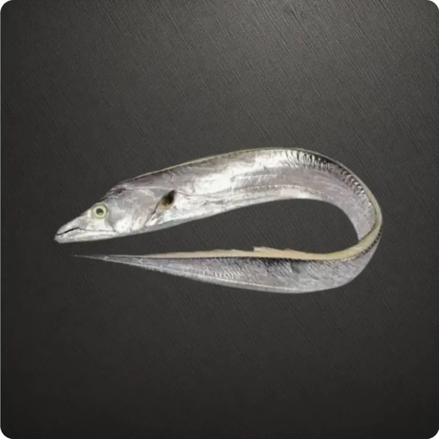 Frozen UAE origin Belt Fish 300 to 500 gram size Suppliers in UAE