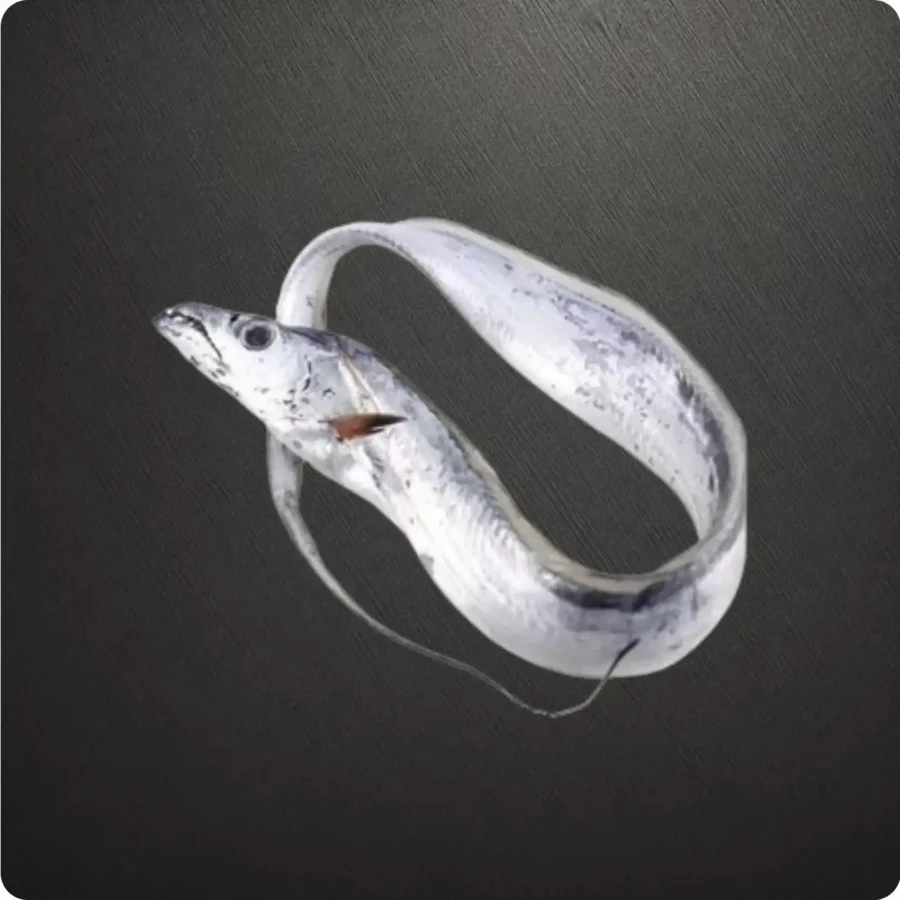 Frozen UAE origin Belt Fish 700 to 1000 gram size Suppliers in UAE