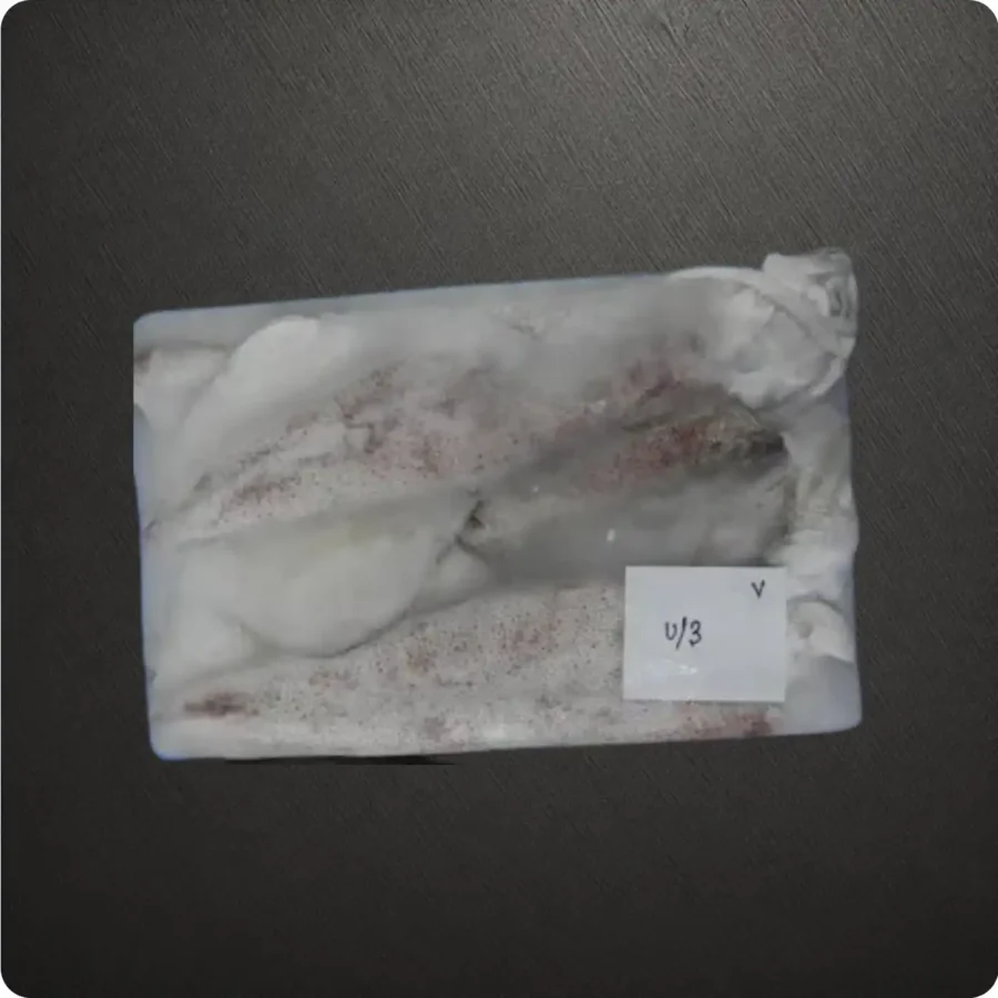 Frozen Indian Squid Whole U3 size Suppliers in UAE