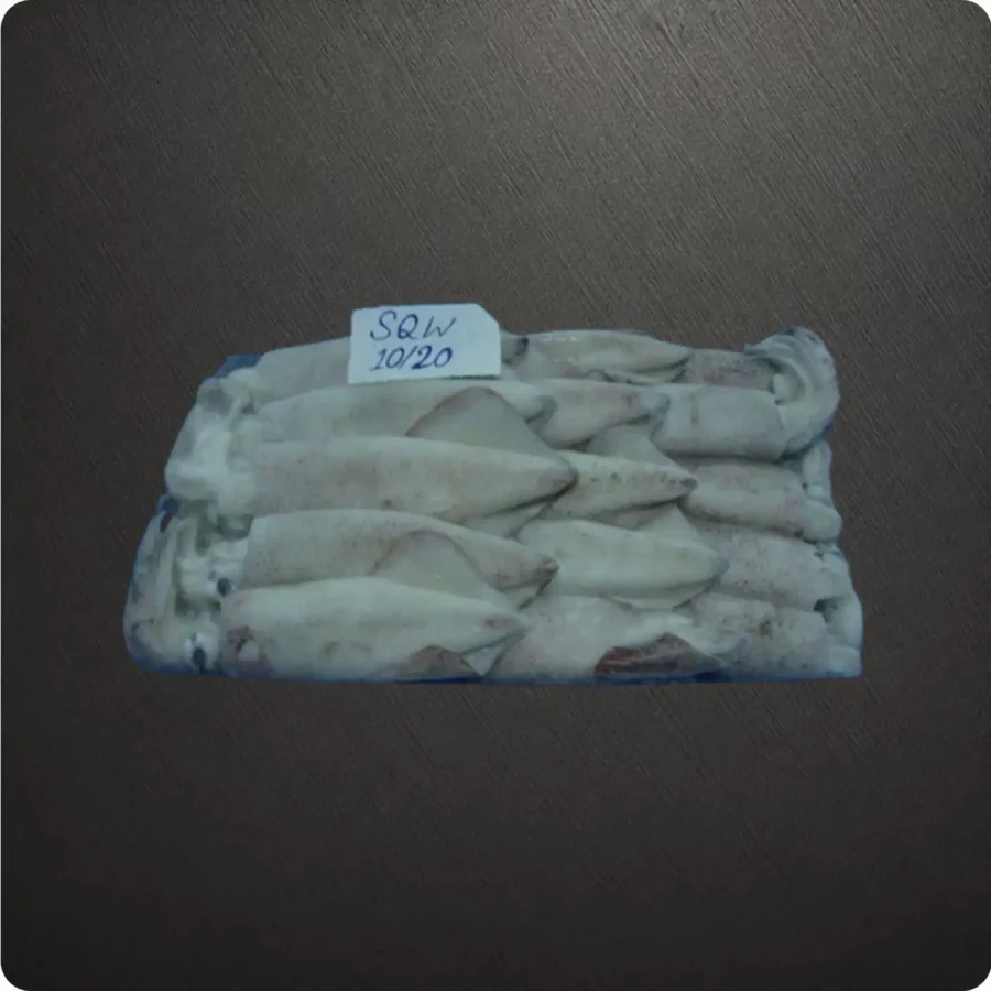 Frozen Indian Squid Whole 10/20 size Suppliers in UAE